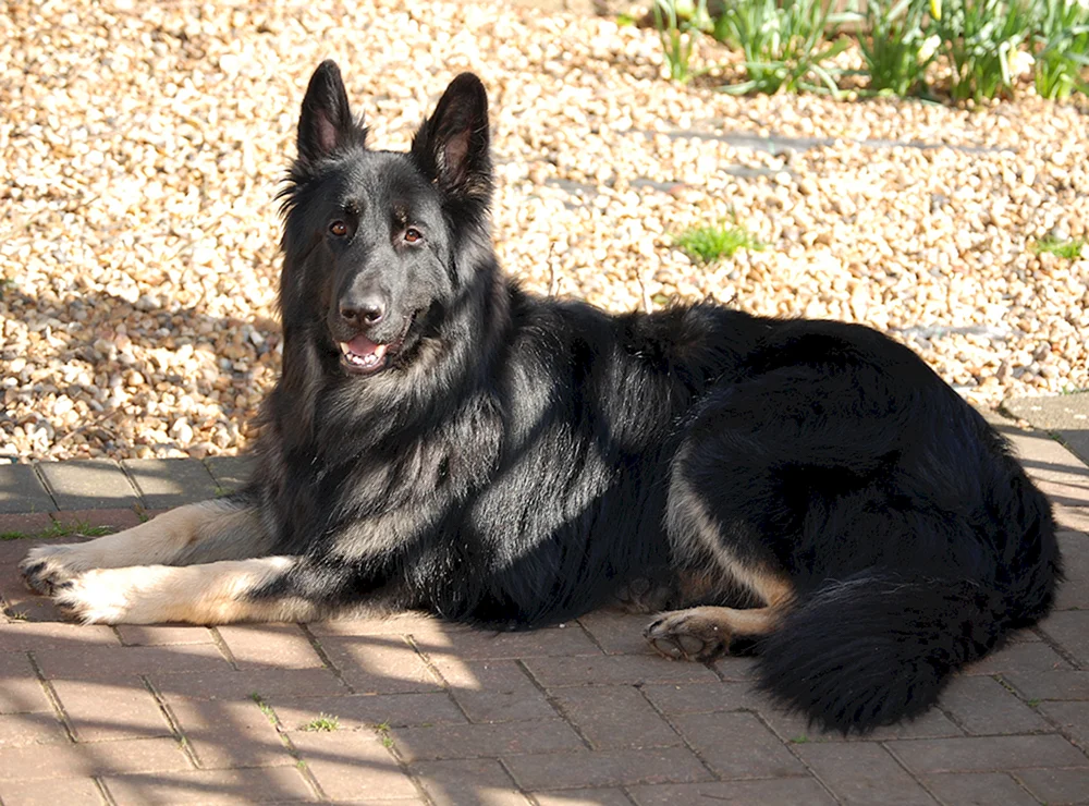 Deutscher Schäferhund Tschistokrowka