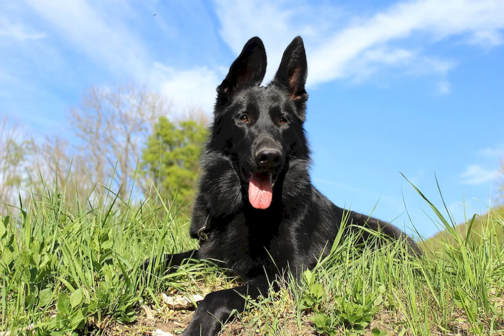 Östlicher Europäischer Schäferhund Schwarz
