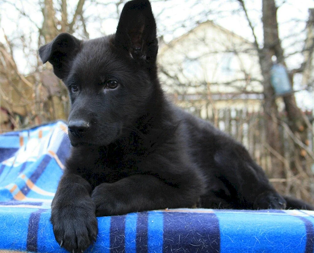 Osteuropäischer Schäferhund Welpen Europäischer Schäferhund schwarz Welpen