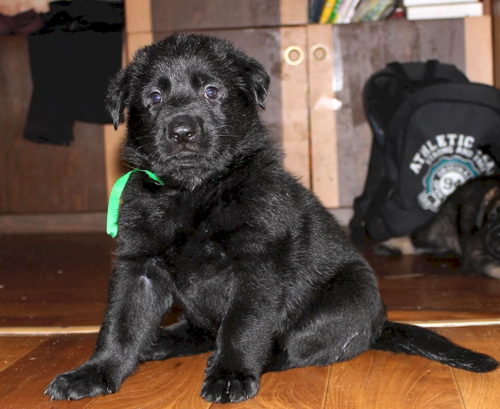 Deutscher Schäferhund Schwarz