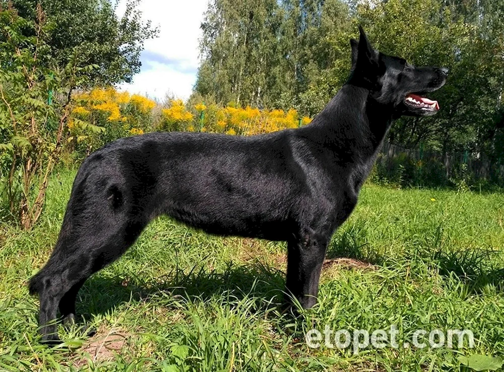 Osteuropäischer Schäferhund Schwarz