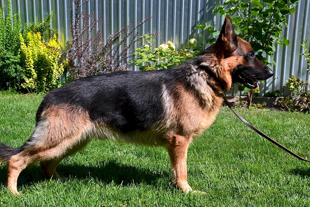 Deutscher Schäferhund Tschistokrowka