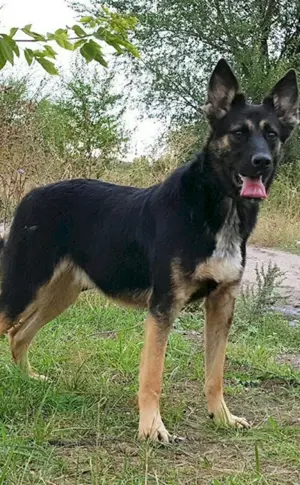 Osteuropäischer Schäferhund