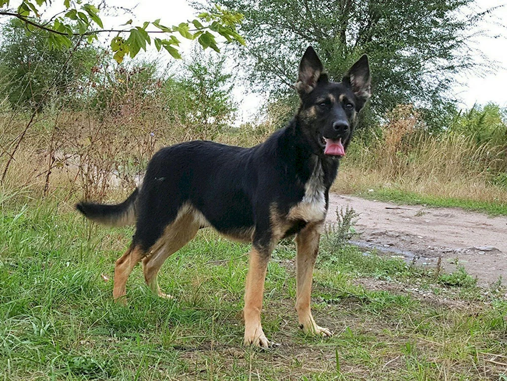 Osteuropäischer Schäferhund