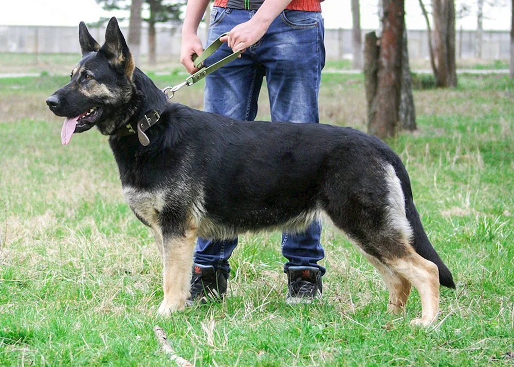 Osteuropäischer Schäferhund