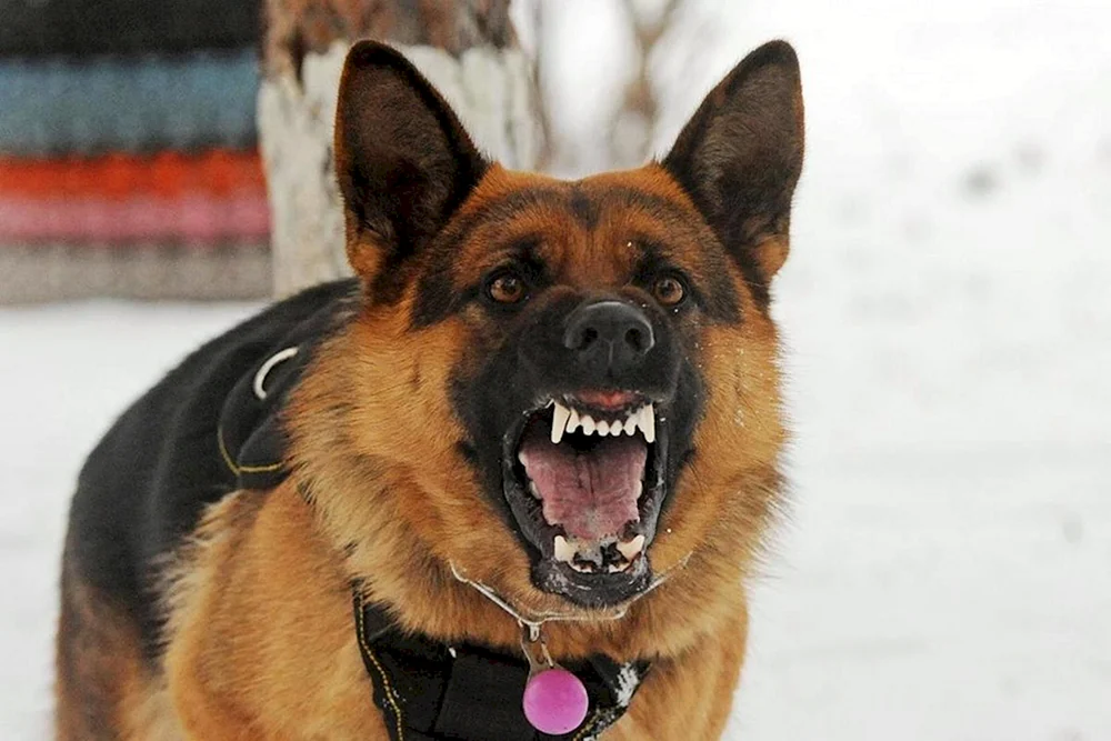 Ein böser Hund