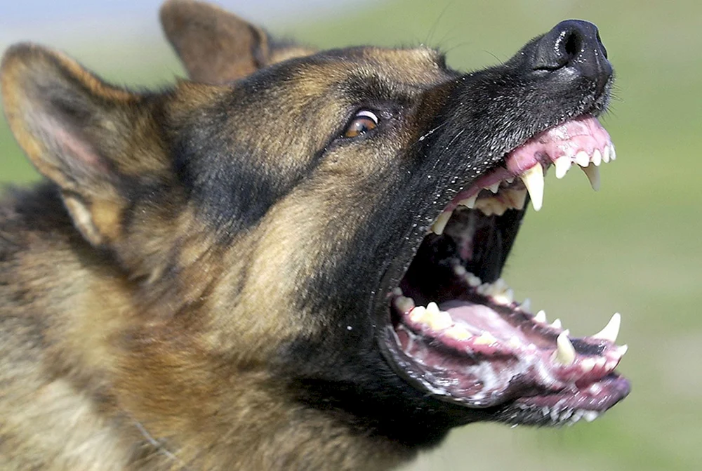 Flüsterner Deutscher Schäferhund Europäischer SchäferhundAggressiver HundCanine Corso Hund mit KopfhautÖstlicher Europäischer Schäferhund bellt