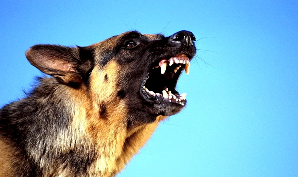 Dobermann bellt