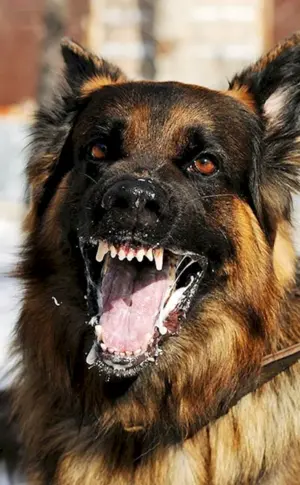 Osteuropäischer Schäferhund Bellen