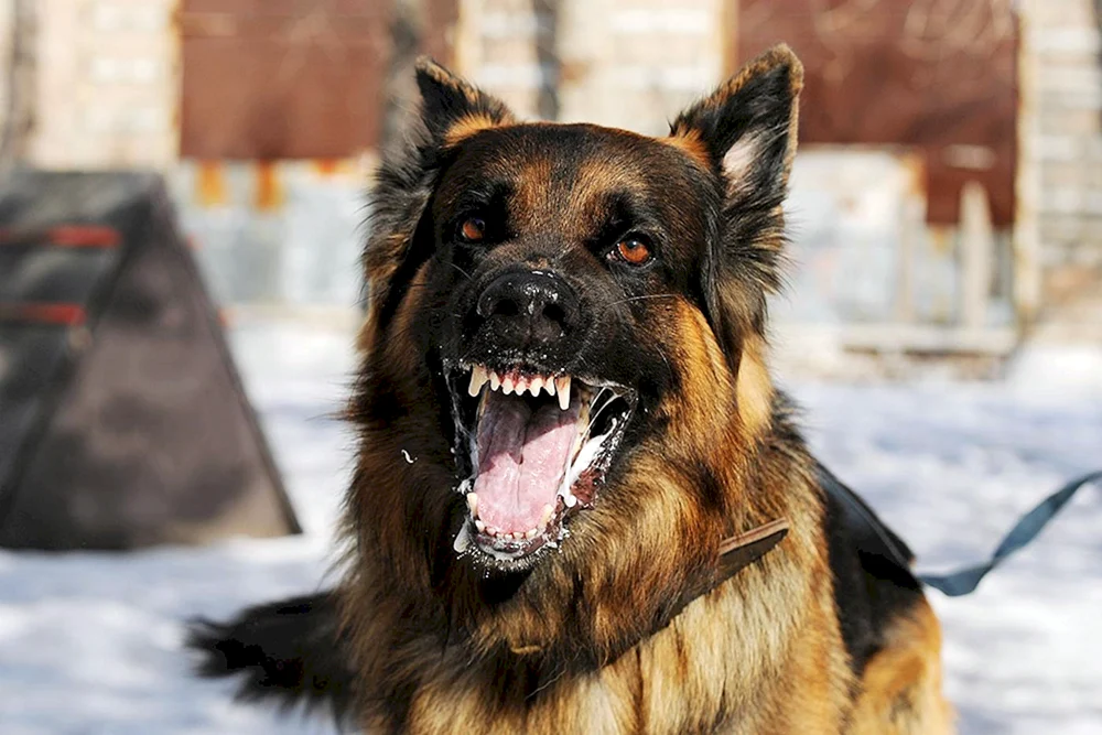 Osteuropäischer Schäferhund Bellen