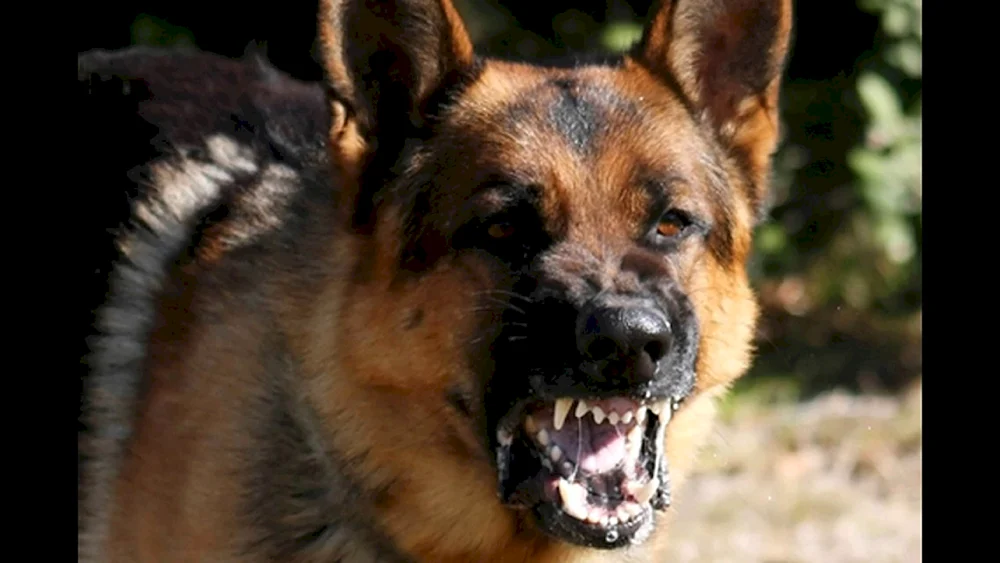 Osteuropäischer Schäferhund Bellen