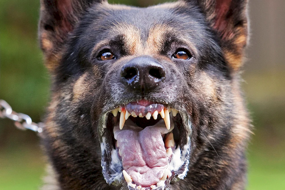 Osteuropäischer Schäferhund Bellen Europäischer Schäferhund bellt