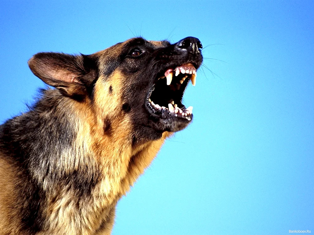 Osteuropäischer Schäferhund bellt Europäischer Schäferhund bellt