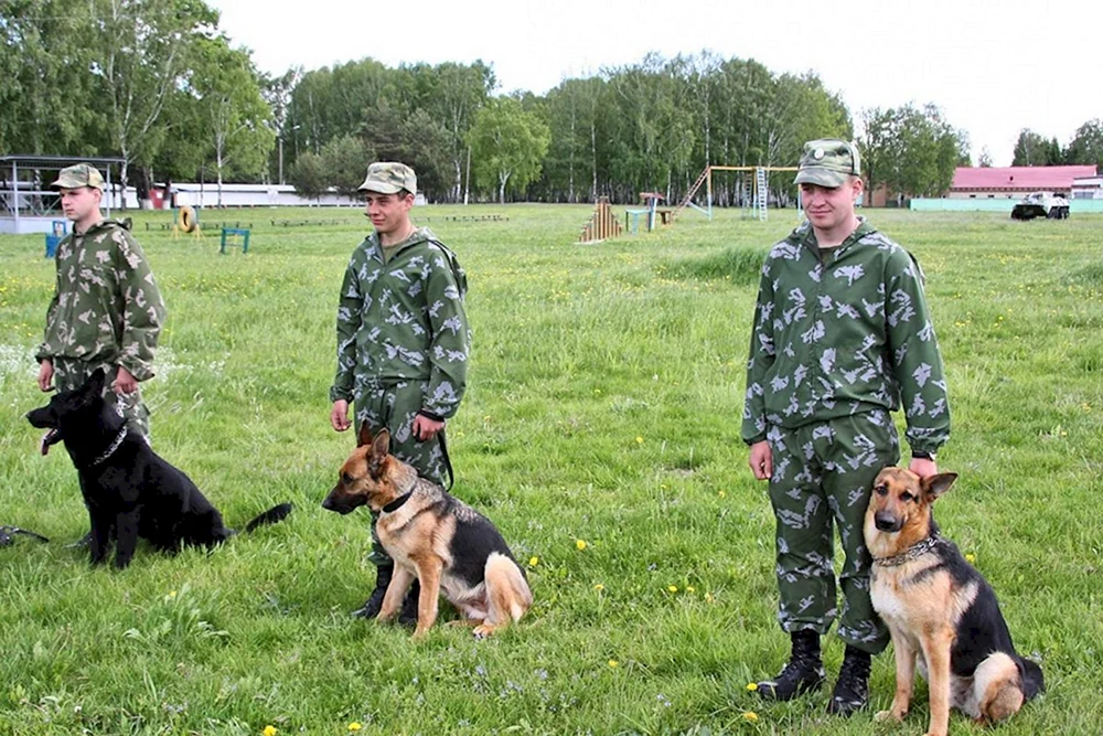 Osteuropäischer Schäferhund Border Guard