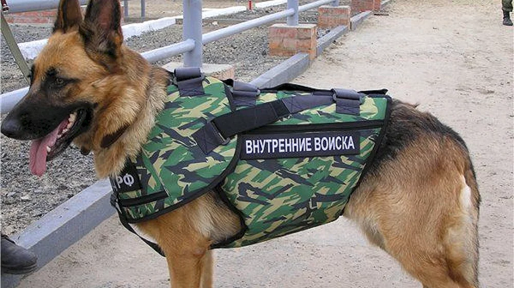 Osteuropäischer Schäferhund Border Guard