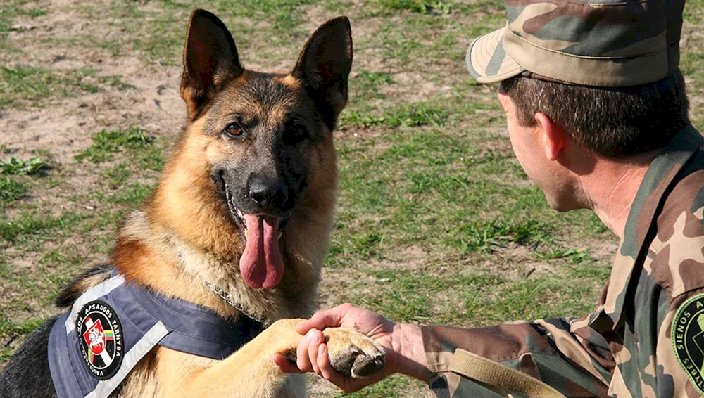 Osteuropäischer Schäferhund Grenzschutzhund