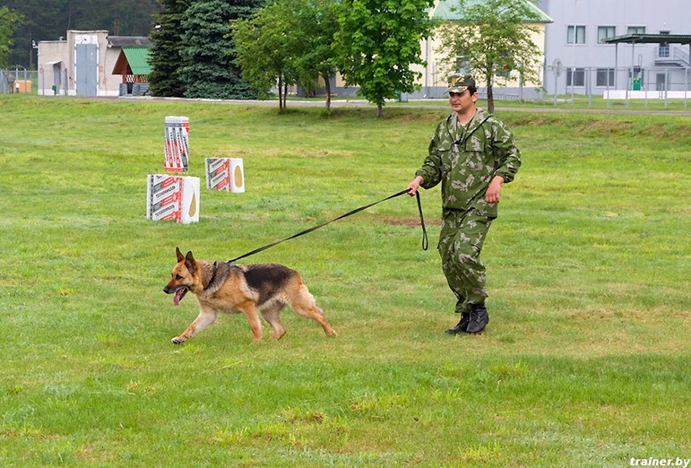 Osteuropäischer Schäferhund Grenzschutzhund