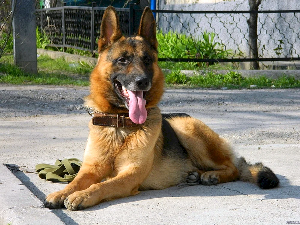 Osteuropäischer Schäferhund Grenzschutzhund