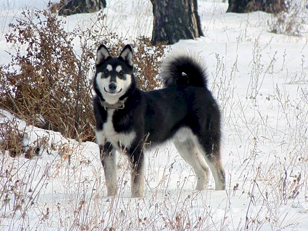 Ostsibirischer Schlittenhund husky husky husky