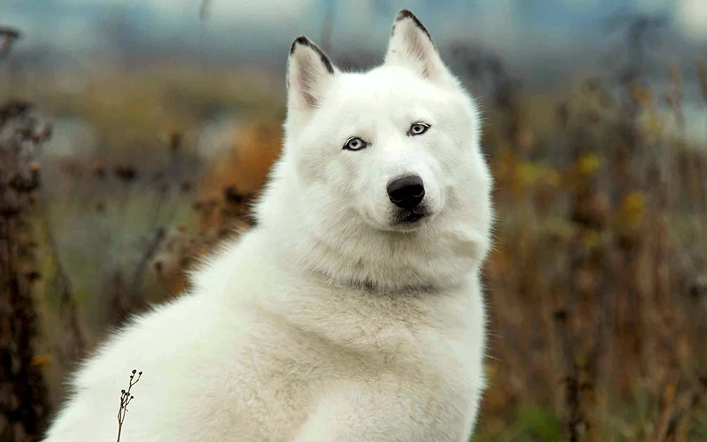 Westsibirischer Husky weiß