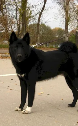 Ostsibirischer Schlittenhund schwarz