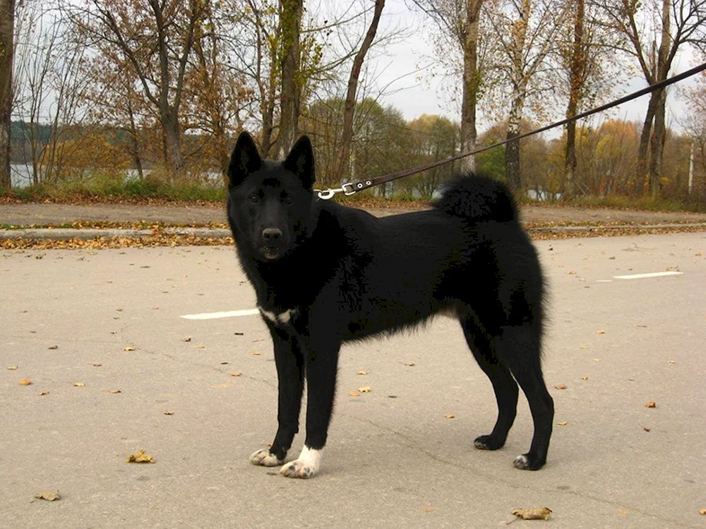 Ostsibirischer Schlittenhund schwarz