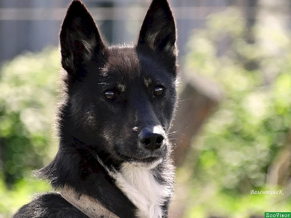 Ost Sibirischer Husky schwarz