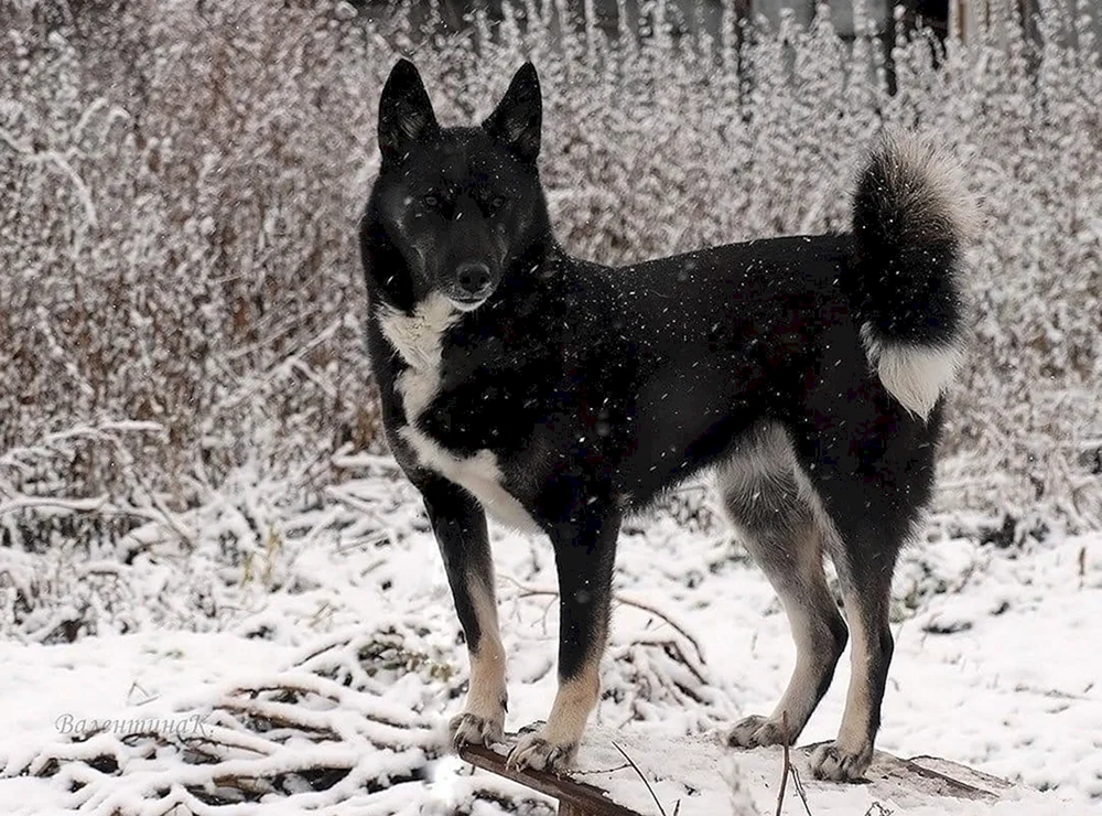 Ostsibirischer Husky schwarz