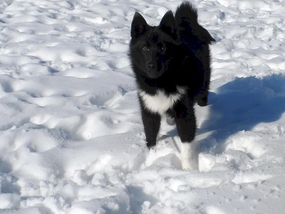 Ostsibirischer Husky schwarz