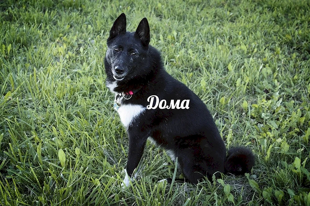 Ostsibirischer Husky schwarz-pawed
