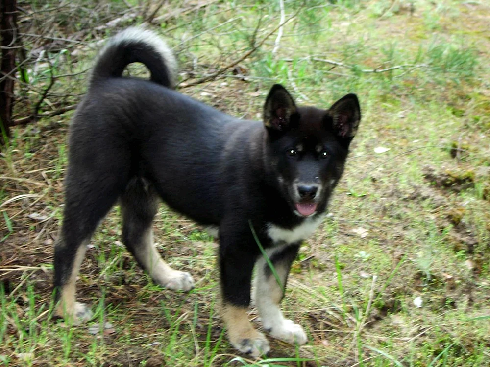 Ostsibirischer Schlittenhund schwarz