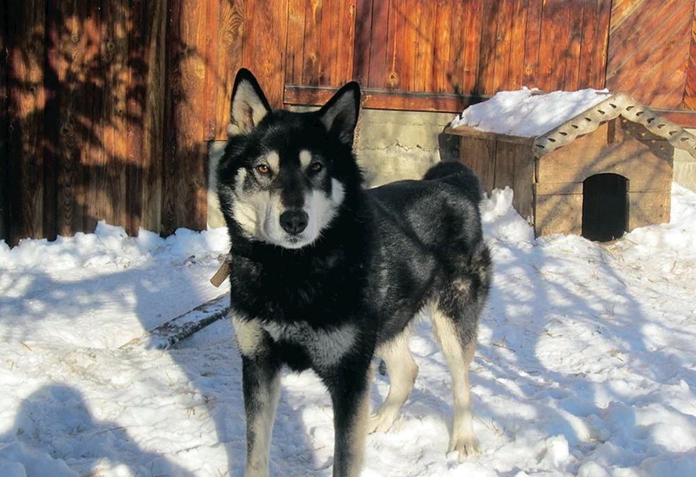 Ostsibirischer Schlittenhund husky husky husky 1. 5 Monate alt