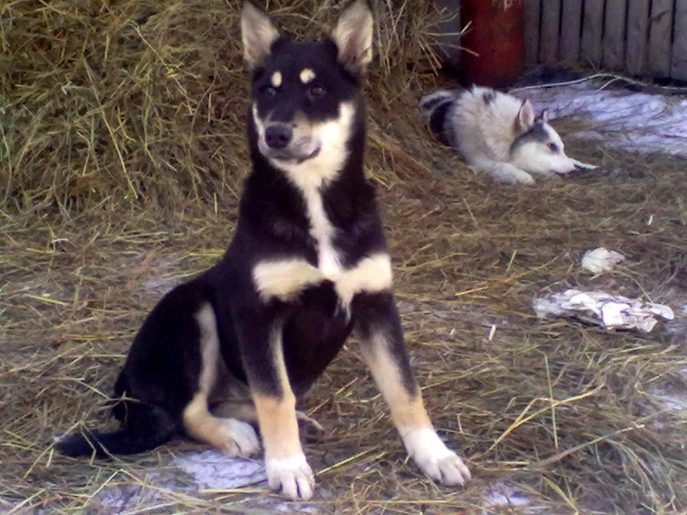 Ost Siberian husky