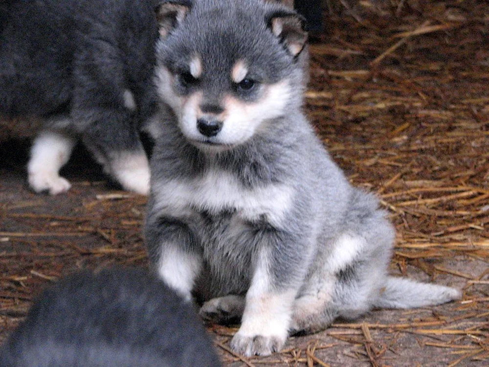 Ostsibirischer Husky Welpen