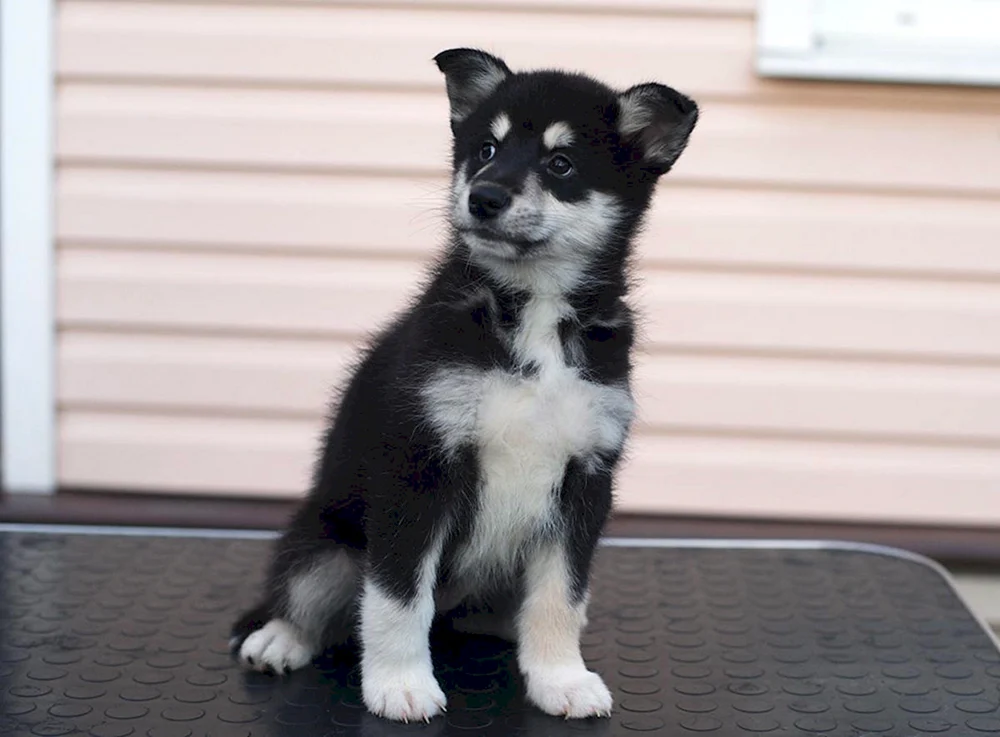 Ostsibirischer Schlittenhund husky husky husky husky