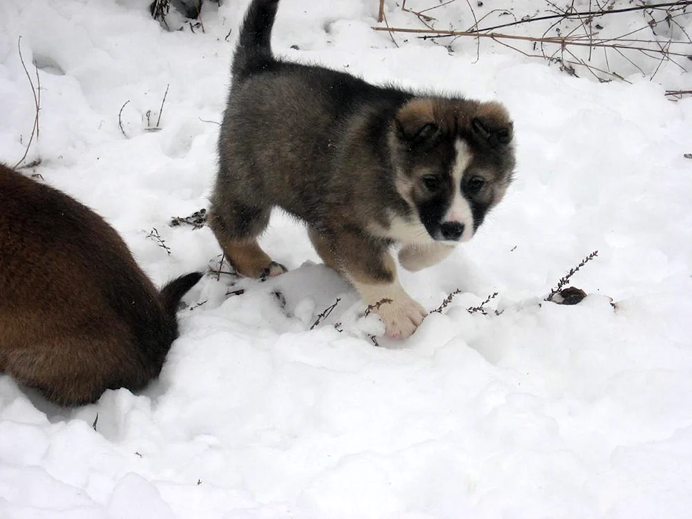 Ostsibirischer Schlittenhund husky husky husky husky husky Welpen