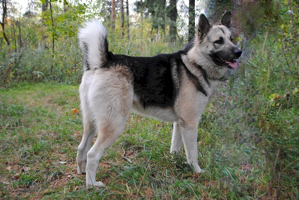Volkosob mestiz husky