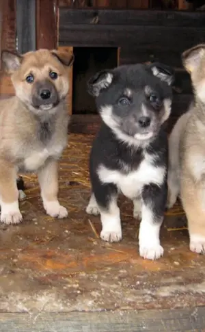 Ostsibirischer Husky Welpen