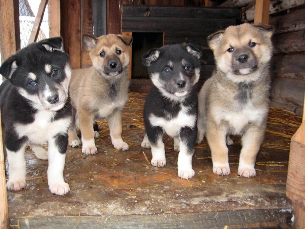 Ostsibirischer Husky Welpen