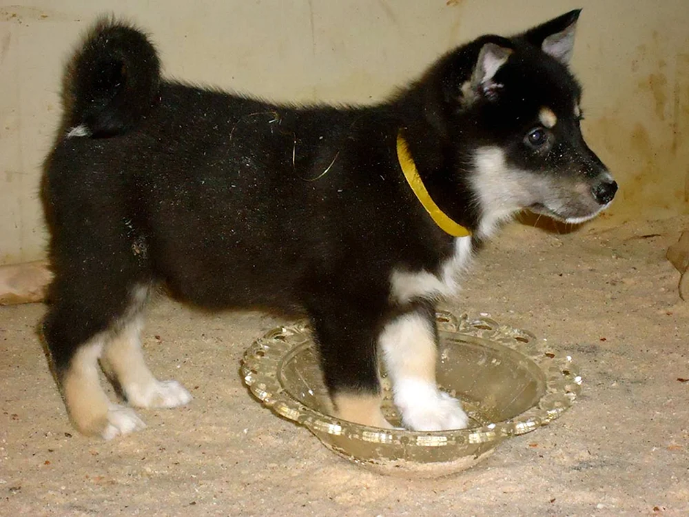 Ostsibirischer Husky Welpen