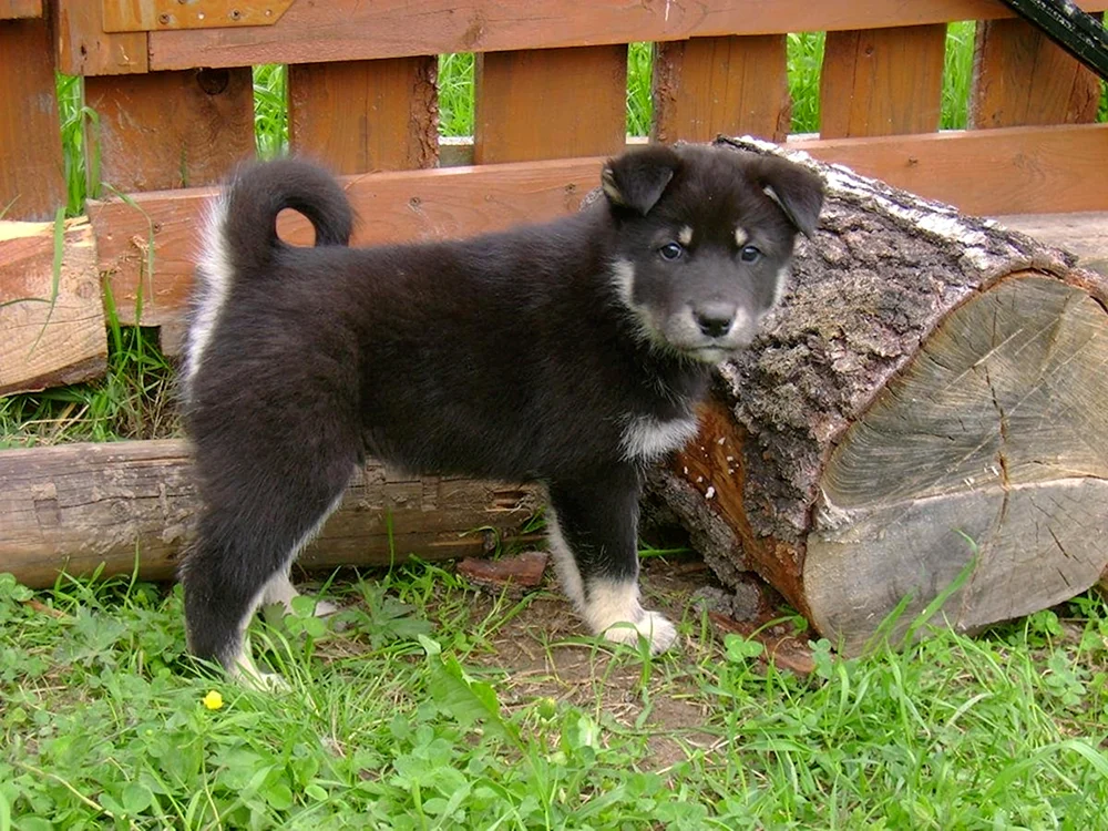 Ostsibirischer Husky Welpen