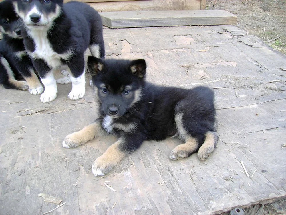Ostsibirischer Husky Welpen