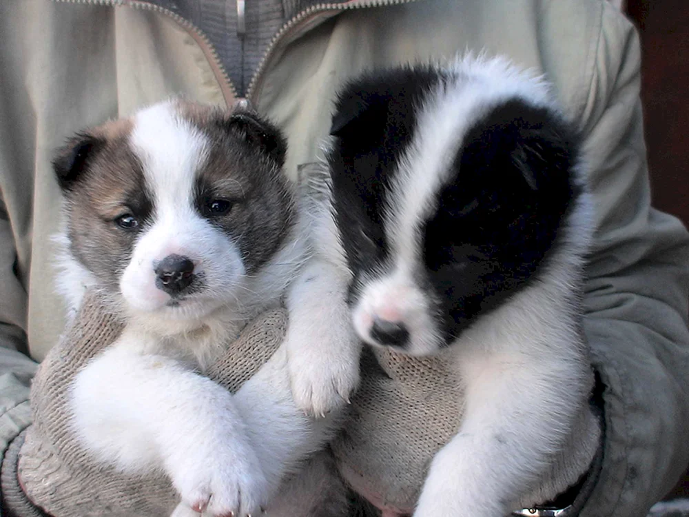 Westsibirischer Husky Welpen