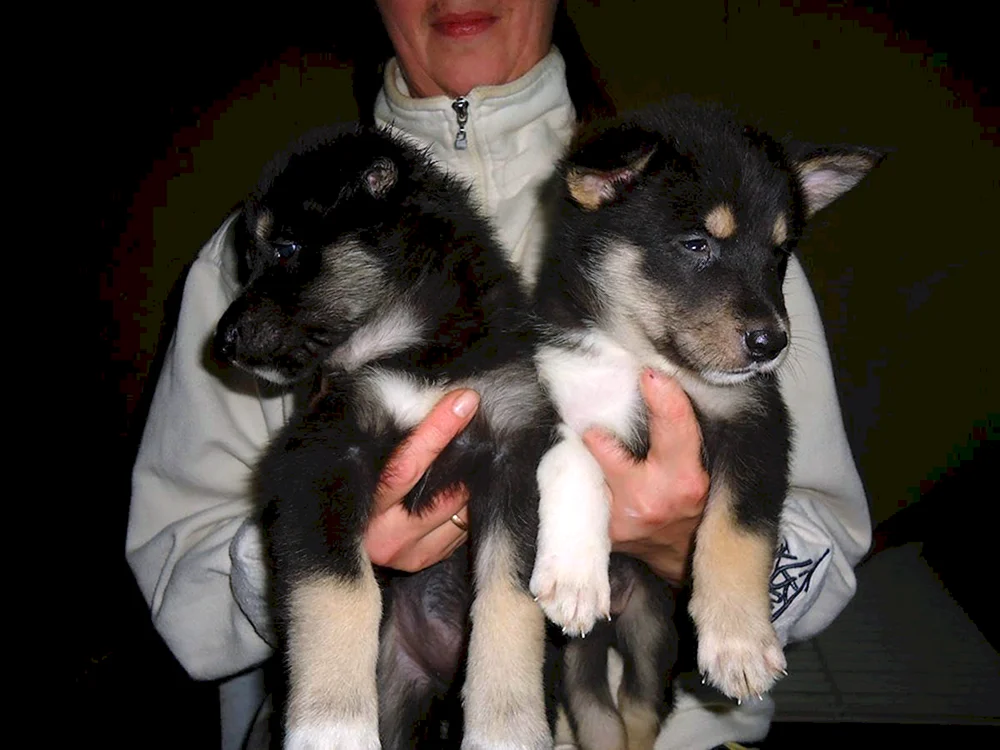 Ostsibirischer Husky Welpen. Siberian husky schwarz mit Farbe