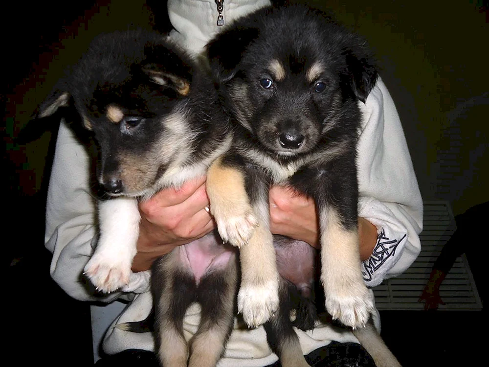 Ost Siberian husky Welpen