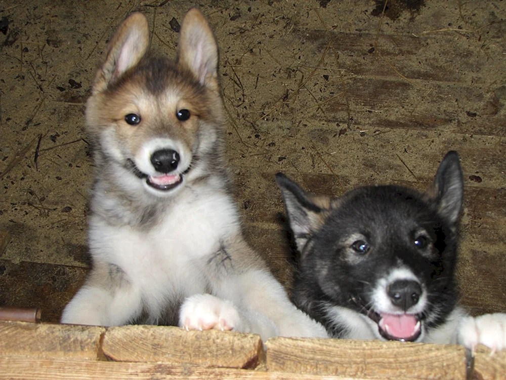 Ost Siberian husky Welpen