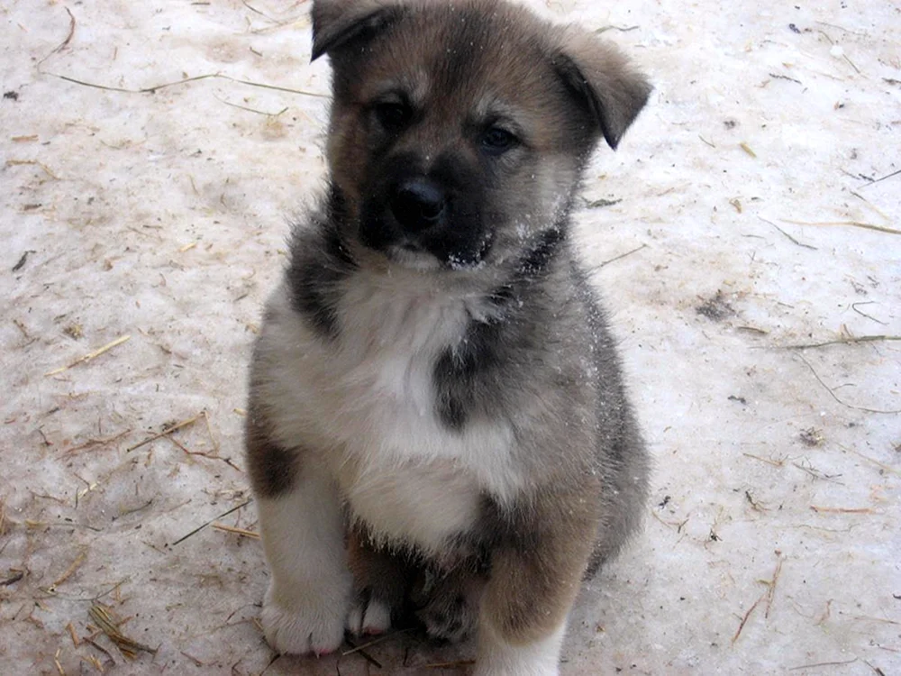 Ost Siberian husky Welpen