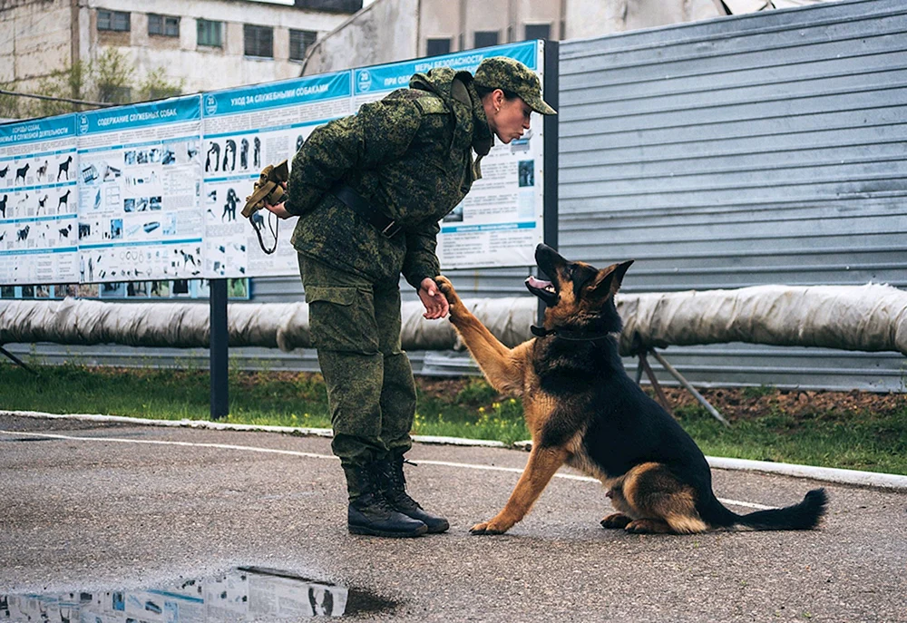 Grenzschutz mit Hund