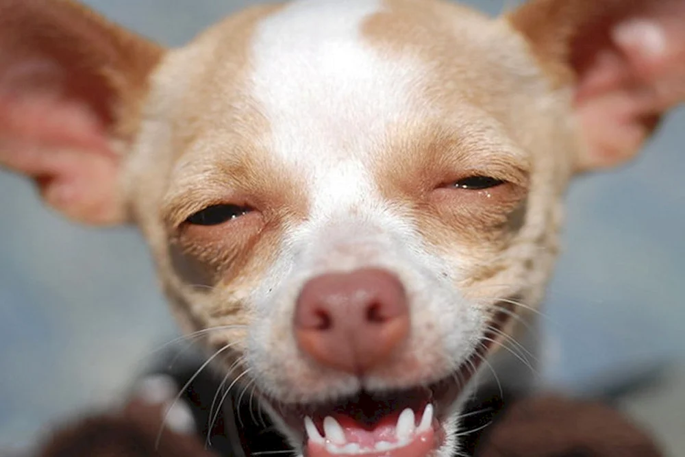 Ein wütender Chihuahua