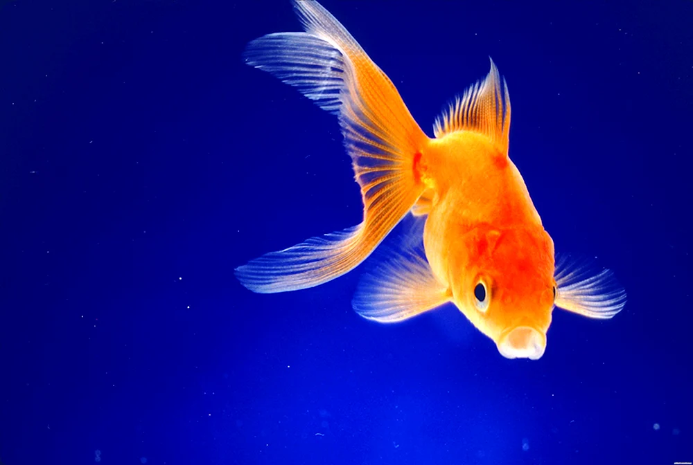 Goldfisch Veilchenschwanz